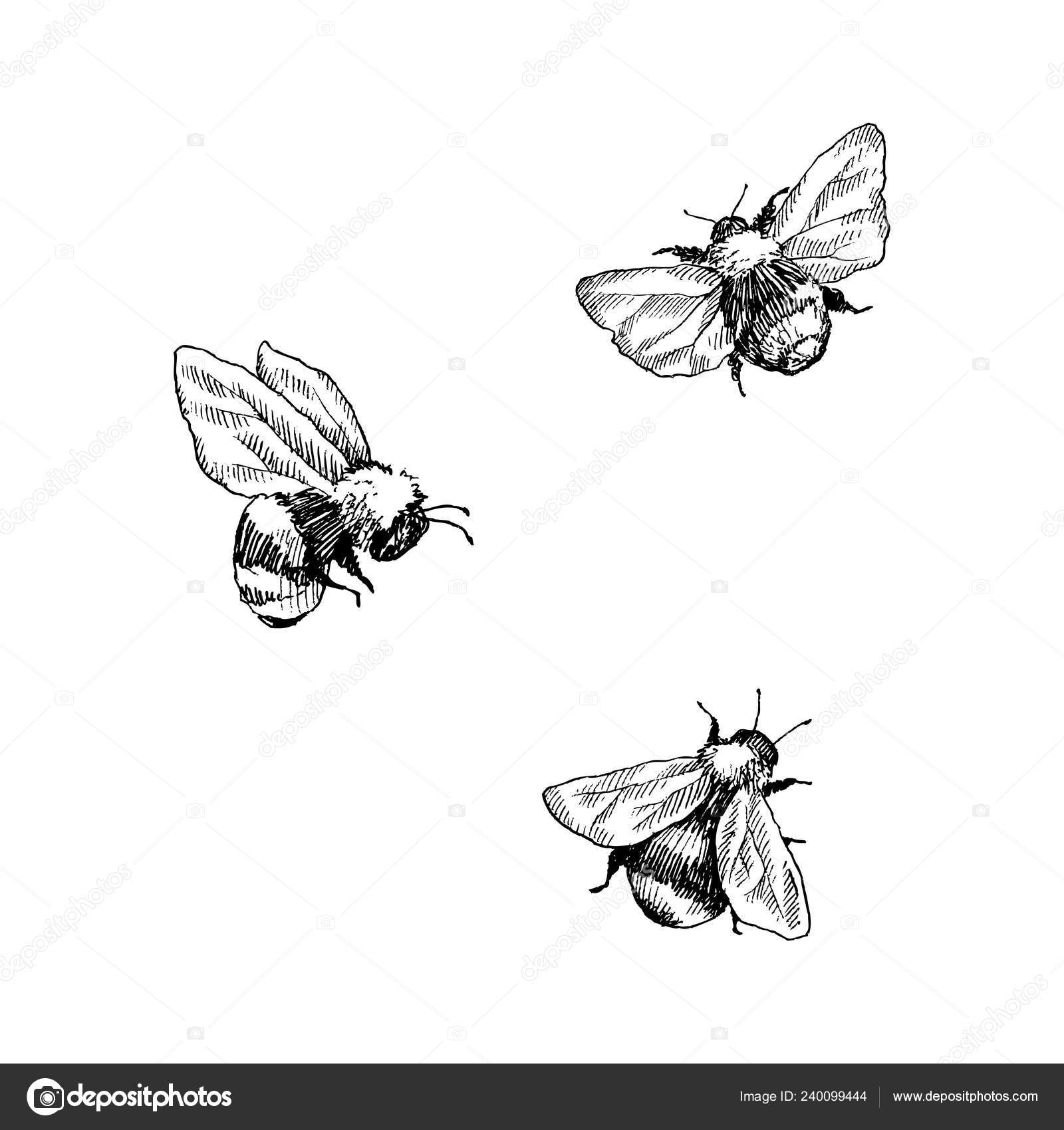 Bumblebee set. Hand drawn vector illustration. Vector drawing of tree honeybee. Hand drawn insect sketch isolated on white. Engraving style bumble bee illustrations. Stock Vector Image by © #240099444 Bumblebee set. Hand drawn vector illustration. Vector drawing of tree honeybee. Hand drawn insect sketch isolated on white. Engraving style bumble bee illustrations. Stock Vector Image by © #240099444