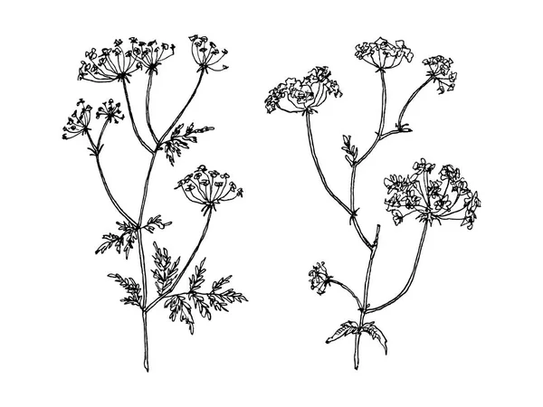 Vilde og urter planter sæt. Botanisk håndtegnet skitse. Forårsblomster. Vektordesign. Kan bruge til lykønskningskort, bryllup invitationer, mønstre . – Stock-vektor