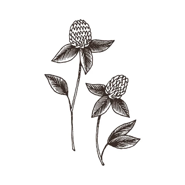 Wild och örter växter set. Vintage botaniska hand ritad skiss. Våren blomma klöver. Vektor design. Kan använda för gratulationskort, bröllopinbjudningar, mönster. — Stock vektor