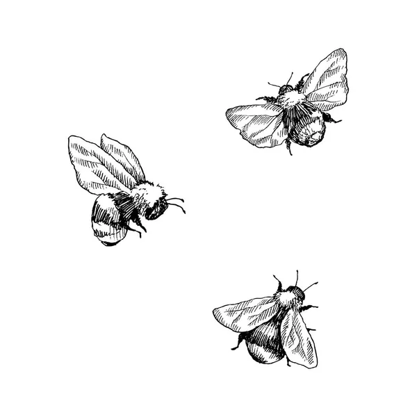 Conjunto de abelhas. Ilustração vetorial desenhada à mão. Desenho vetorial de abelha da árvore. Desenho de inseto desenhado à mão isolado em branco. Gravura estilo bumble abelha ilustrações . —  Vetores de Stock
