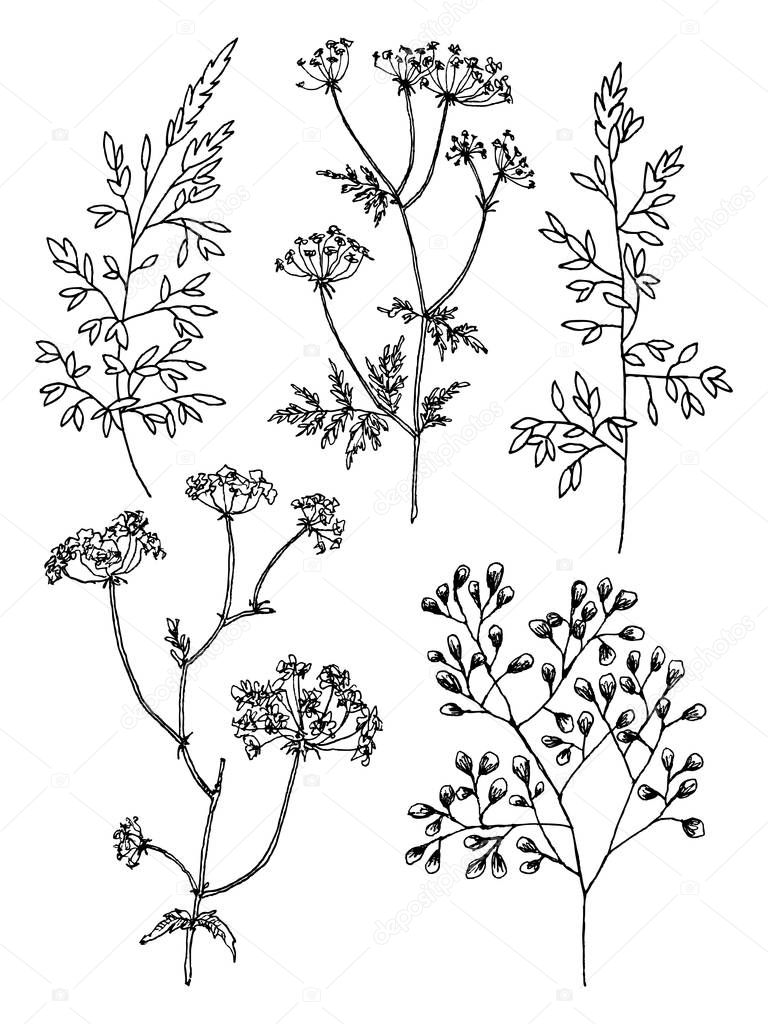 Wild and herbs plants set. Botanical hand drawn sketch. Spring flowers. Vector design. Can use for greeting cards, wedding invitations, patterns.