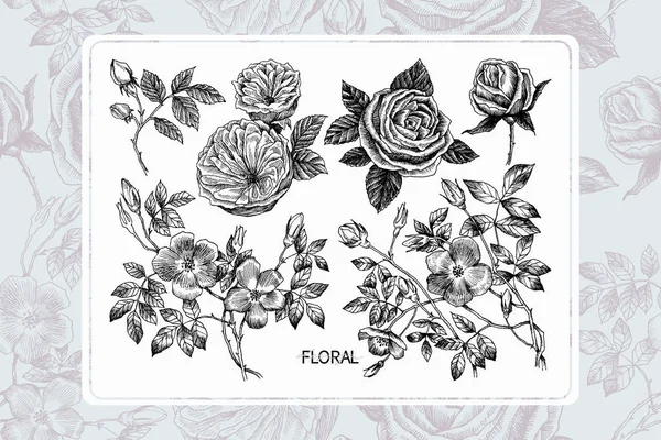 Τα άγρια τριαντάφυλλα ανθίζουν υποκατάστημα απομονωμένα σε λευκό. Χωρίς ραφή πρότυπο στην πλάτη. Vintage βοτανικό χέρι συρμένη απεικόνιση. Ανοιξιάτικα λουλούδια των κήπων τριαντάφυλλο, dog τριαντάφυλλο. Διανυσματική σχεδίαση. Μπορεί να χρησιμοποιήσει για ευχετήριες κάρτες — Διανυσματικό Αρχείο