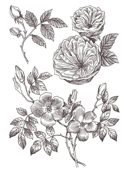 Wild roses blossom branch isolated on white. Vintage botanical hand drawn illustration. Spring flowers of garden rose, dog rose. Vector design. Can use for greeting cards, wedding invitations