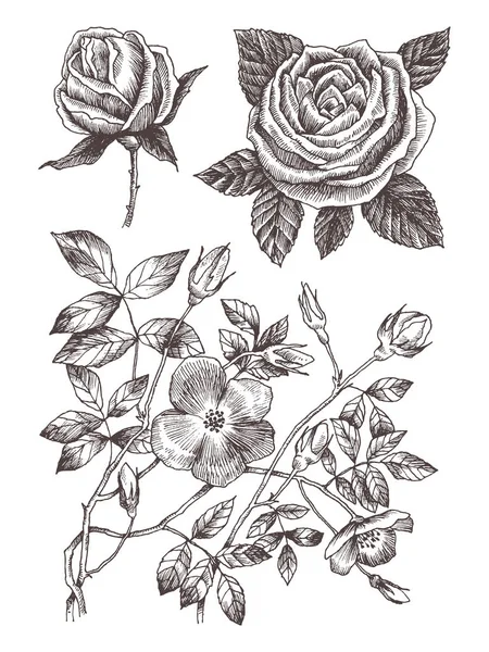 Geïsoleerd op witte bloesem tak van wilde rozen. Vintage botanische hand getekende illustratie. Lentebloemen van tuin roos, hondsroos. Vector design. Kunt gebruiken voor wenskaarten, bruiloft uitnodigingen — Stockvector