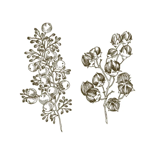 Wild och örter växter set. Botaniska hand ritad skiss. Våren trädgård blommor. Vektor design. Kan använda för gratulationskort, bröllopinbjudningar, mönster. — Stock vektor