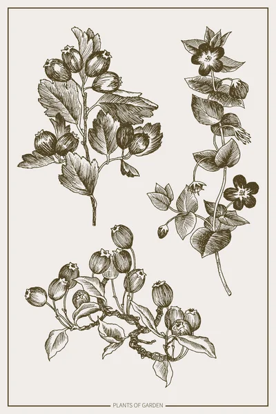Рослини диких і трав встановлені. Ботанічна рука намалювала ескіз. Весняні садові квіти, гілка з ягодами. Векторний дизайн. Можна використовувати для вітальних листівок, весільних запрошень, візерунків . — стоковий вектор