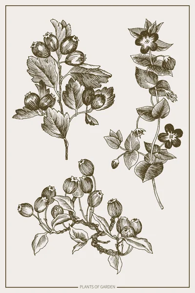 Plantas silvestres y hierbas establecidas. Bosquejo botanico dibujado a mano. Flores de jardín de primavera, rama con bayas. Diseño vectorial. Puede utilizar para tarjetas de felicitación, invitaciones de boda, patrones . — Vector de stock