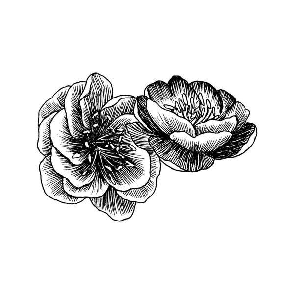 Vilda rosor blomma gren isolerade på vitt. Vintage botaniska handen ritade illustration. Vektor design. Kan använda för gratulationskort, bröllopinbjudningar, mönster. — Stock vektor