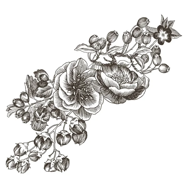 Ramo di fiori di rose selvatiche isolato su bianco. Illustrazione botanica vintage disegnata a mano. Design vettoriale. Può usare per biglietti di auguri, inviti di nozze, modelli . — Vettoriale Stock