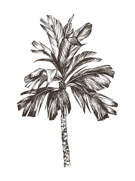 Ilustración vectorial del boceto de la palmera para el diseño, Web site, fondo, bandera. Dibujo a mano floral en la playa. Plantilla de elementos de tinta para viajes y vacaciones. Aislado en blanco — Archivo Imágenes Vectoriales