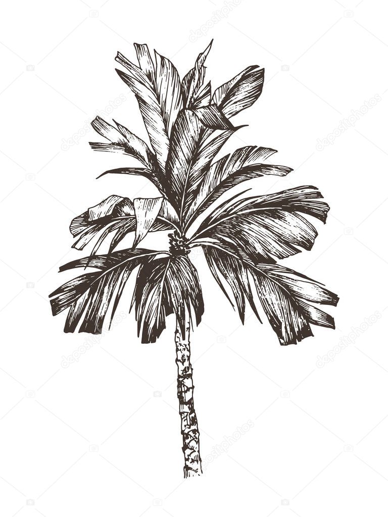 Vector Illustration of palm tree sketch for design, website, background, banner. Hand Drawing floral on beach. Travel and vacation ink element template. Isolated on white