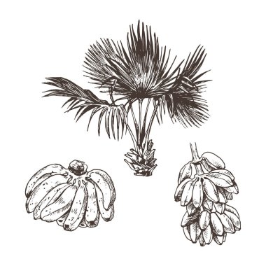 Vektör Illustration palmiye ağacı ve muz meyve kroki tasarım, Web sitesi, arka plan, afiş. Sahilde çiçek çizim el. Seyahat ve tatil mürekkep eleman şablonu. Beyaz üzerinde izole