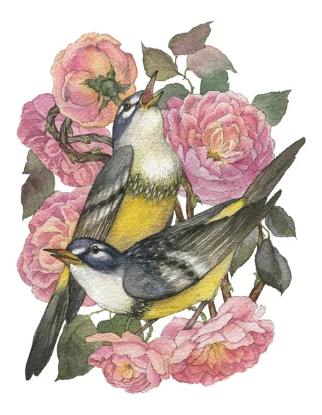 Ρετρό κάρτα με όμορφα τριαντάφυλλα και δύο songbird. Μπορεί να χρησιμοποιηθεί ως προσκλητήριο για το γάμο, τη γέννηση, άλλα εφευρίσκει, ως εκτύπωση σε ρούχα. Ακουαρέλα ρεαλιστική απεικόνιση με υψηλή λεπτομέρειες — Φωτογραφία Αρχείου