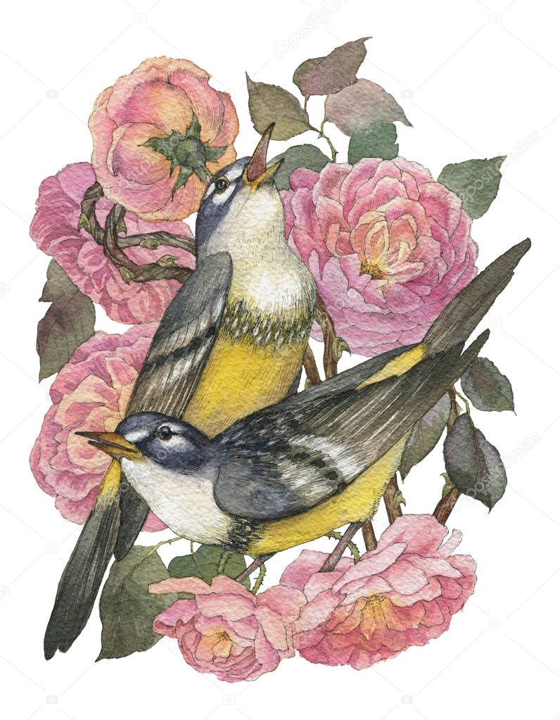 Vintage card with beautiful roses and two songbird. Can be used as invitation card for wedding, birth, other invents, as print on clothes. Watercolor realistic illustration with high details