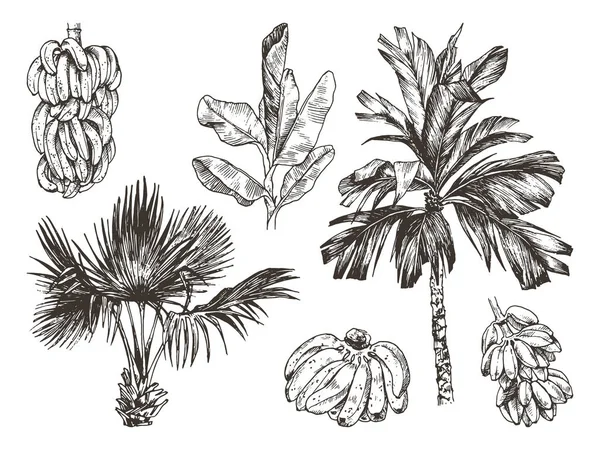 Vector Ilustración de palmera y plátano boceto de fruta para el diseño, sitio web, fondo, bandera. Dibujo a mano floral en la playa. Plantilla de elementos de tinta para viajes y vacaciones. Aislado sobre blanco — Vector de stock