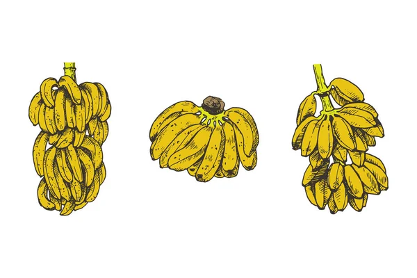 Vector illustratie van Banana fruit sketch voor design, website, achtergrond, banner. Sjabloon voor reis-en vakantie inkt elementen. Geïsoleerd op wit. — Stockvector