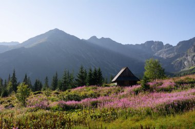 Tatra Dağları 'ndaki Hala Gsienicowa' da çiçek açan ateş yosunu çiçekleri