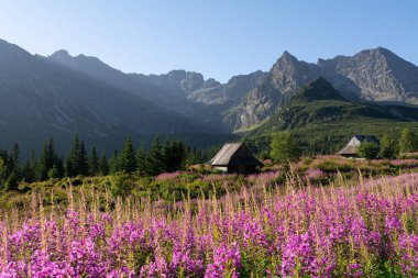 Tatra Dağları 'ndaki Hala Gsienicowa' da çiçek açan ateş yosunu çiçekleri