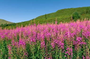 Tatra Dağları 'nda çiçek açan Polonya