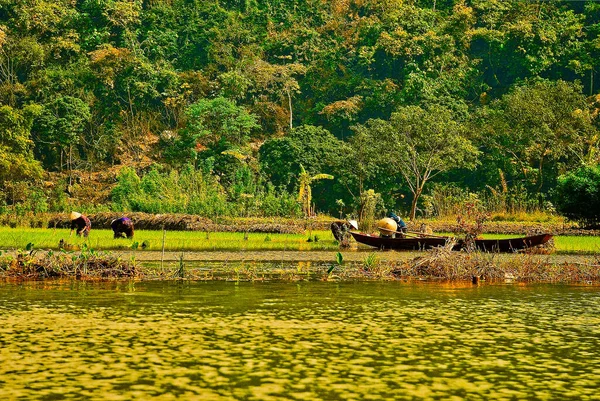 Vietnamesen ernten Reis vom Reisfeld am Fluss — Stockfoto