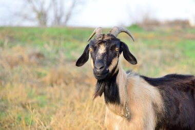 Bir keçi bir çayırda grazes ve yeşil ot yiyor.