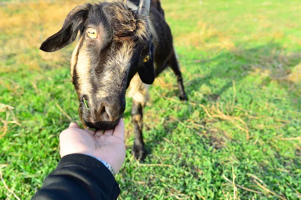 A man feeds a horned goat grass from the hand to the ranch