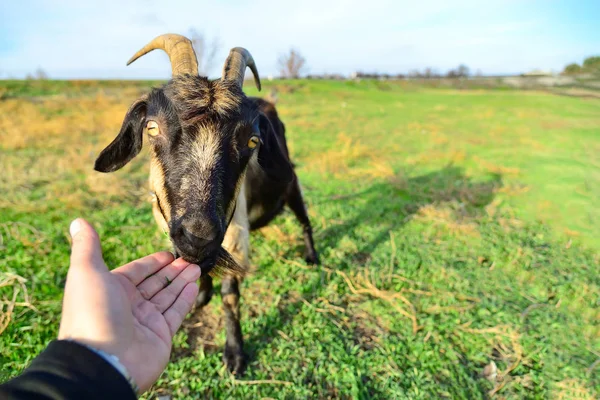 Homme Nourrit Une Chèvre Cornée Main Ranch — Photo