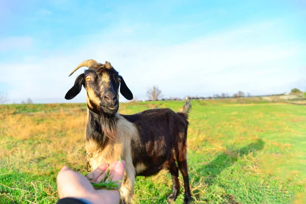 Homem Alimenta Uma Erva Cabra Chifruda Mão Para Rancho — Fotografia de Stock