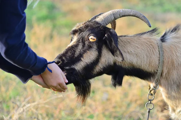 A man feeds a horned goat grass from the hand to the ranch