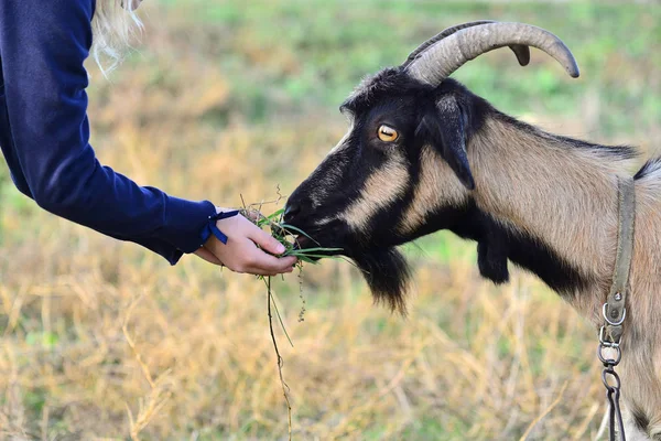 A man feeds a horned goat grass from the hand to the ranch