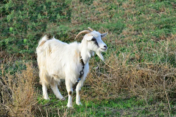 염소는 풀밭에서 Grazes 잔디를 먹는다 — 스톡 사진
