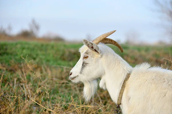 Une Chèvre Broute Dans Une Prairie Mange Herbe Verte — Photo