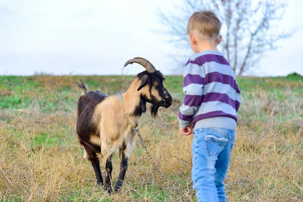 A man feeds a horned goat grass from the hand to the ranch