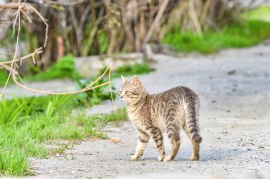 Güzel beyaz kedi parlak bir bahar üzerinde renkli bitki ve yeşil bir arka plan üzerine yaz gün