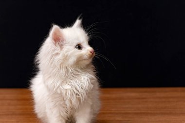 Küçük beyaz tüylü kedi siyah bir zemin üzerine