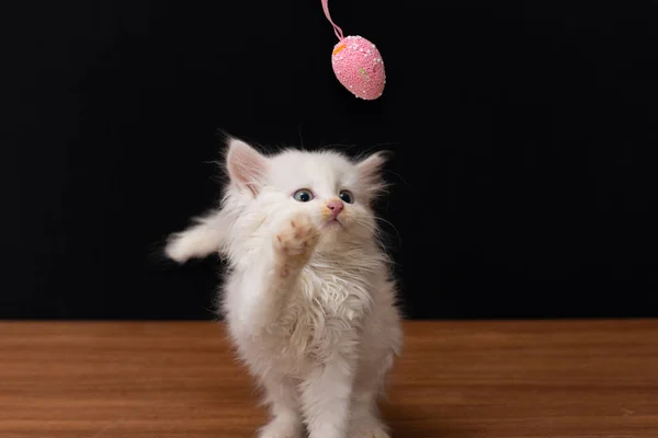 黒い背景にカラフルなおもちゃで遊ぶ小さな白いフワフワした猫の卵します — ストック写真