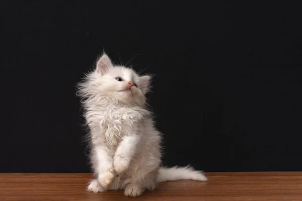 黒地に小さな白いフワフワした猫 — ストック写真