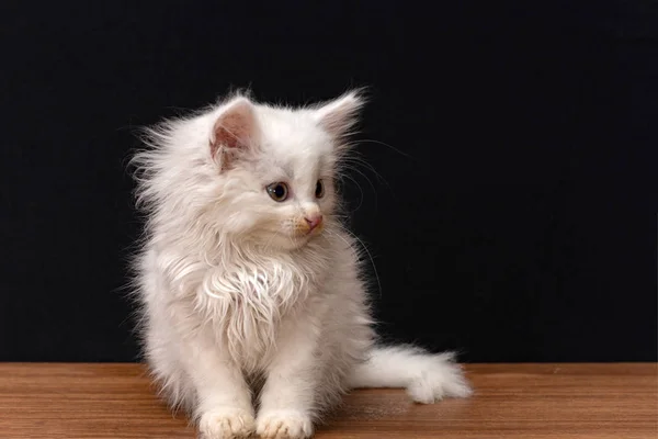 黒地に小さな白いフワフワした猫 — ストック写真