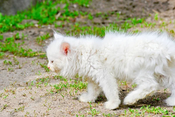 Pequeño Gato Blanco Esponjoso Camina Por Calle — Foto de Stock