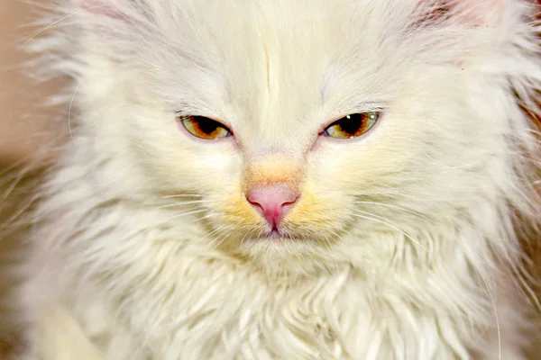 肖像画は小さな白いふわふわ猫のクローズ アップ — ストック写真