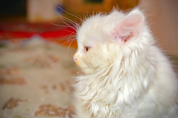 Porträt Einer Kleinen Weißen Flauschigen Katze Nahaufnahme — Stockfoto