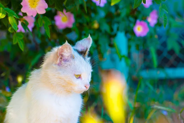 Piękny Kot Biały Tle Zieleni Kolorowych Roślin Jasne Wiosną Letni — Zdjęcie stockowe