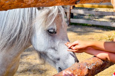 Çocuk eliyle kafasına beyaz at vuruş.