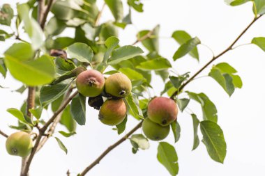 Ağaçta olgun armut, çevre dostu ürün