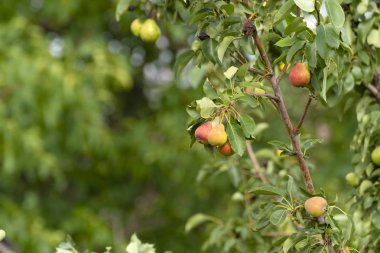 Ağaçta olgun armut, çevre dostu ürün