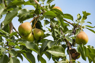 Ağaçta yeşil armut, çevre dostu ürün