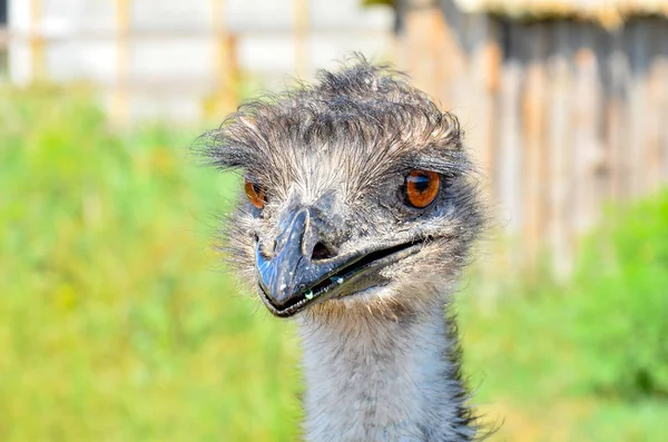 Beautiful Ostrich Looks Distance — Stock Photo, Image