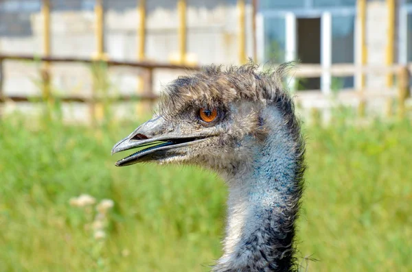Beautiful Ostrich Looks Distance — Stock Photo, Image