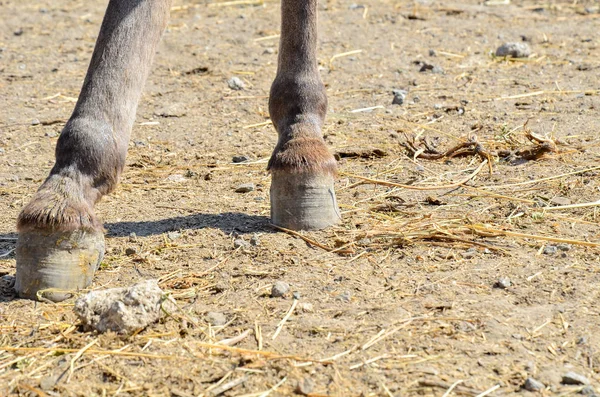 Cascos Caballo Cerca — Foto de Stock