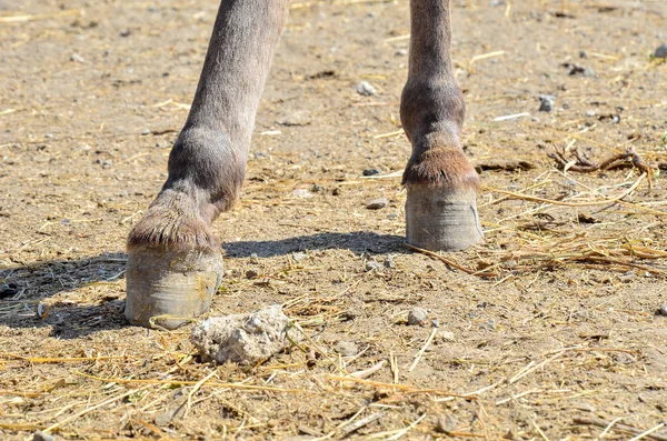 Horse hoof close up